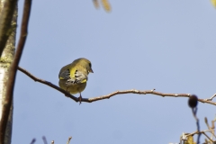 Male Greenfinch