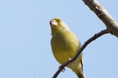 Male Greenfinch