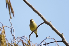 Male Greenfinch