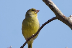 Male Greenfinch