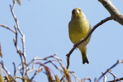 Male Greenfinch