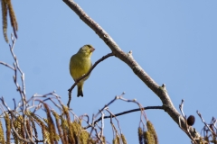 Male Greenfinch