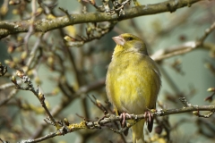 Male Greenfinch