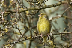 Male Greenfinch