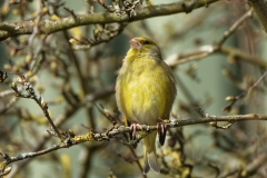 Male Greenfinch