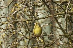 Male Greenfinch