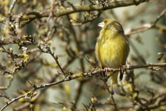 Male Greenfinch