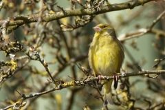 Male Greenfinch