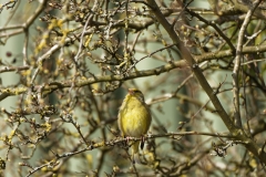 Male Greenfinch