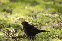 Female Blackbird