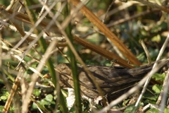 Female Blackbird