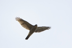 Male Sparrowhawk