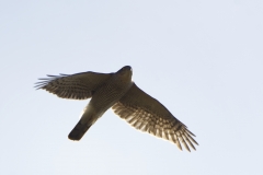 Male Sparrowhawk