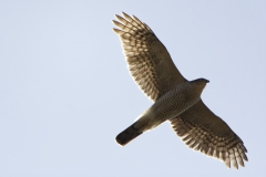 Male Sparrowhawk