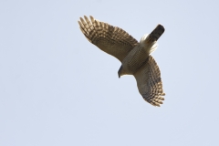 Male Sparrowhawk