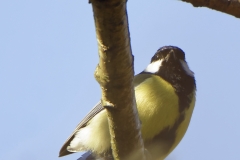 Great Tit