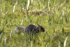 Squirrel on the Ground