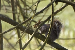 Squirrel in a Tree