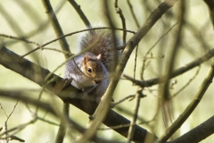 Squirrel in a Tree