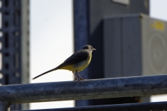 Male Grey Wagtail