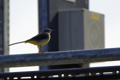 Male Grey Wagtail