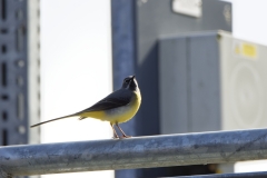 Male Grey Wagtail