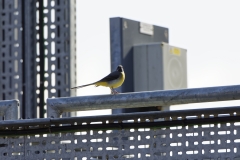 Male Grey Wagtail