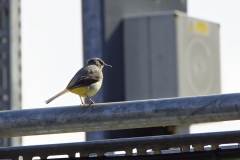 Male Grey Wagtail