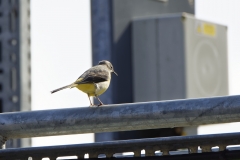 Male Grey Wagtail