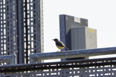 Male Grey Wagtail