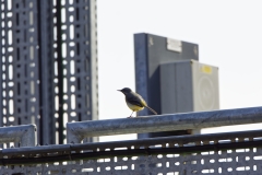 Male Grey Wagtail