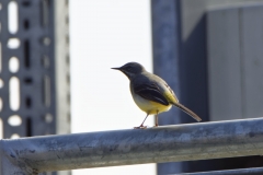 Male Grey Wagtail