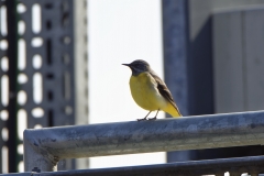 Male Grey Wagtail