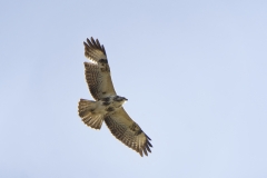 Buzzard in Flight