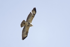 Buzzard in Flight