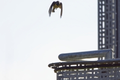 Male Grey Wagtail in Flight