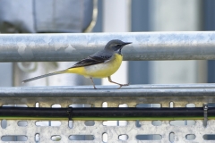 Male Grey Wagtail