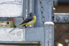 Male Grey Wagtail