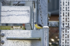 Male Grey Wagtail