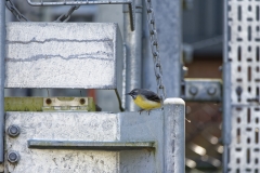 Male Grey Wagtail