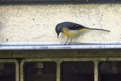 Male Grey Wagtail