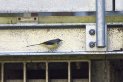 Male Grey Wagtail