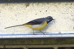 Male Grey Wagtail