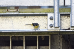 Male Grey Wagtail