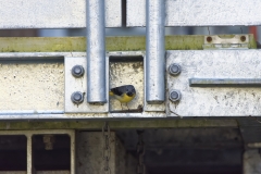 Male Grey Wagtail