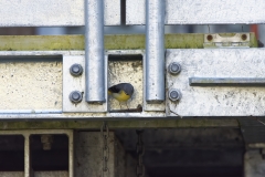 Male Grey Wagtail