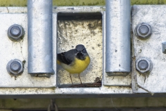 Male Grey Wagtail