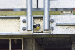 Male Grey Wagtail