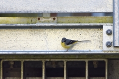 Male Grey Wagtail