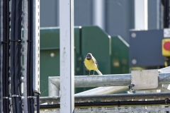 Male Grey Wagtail